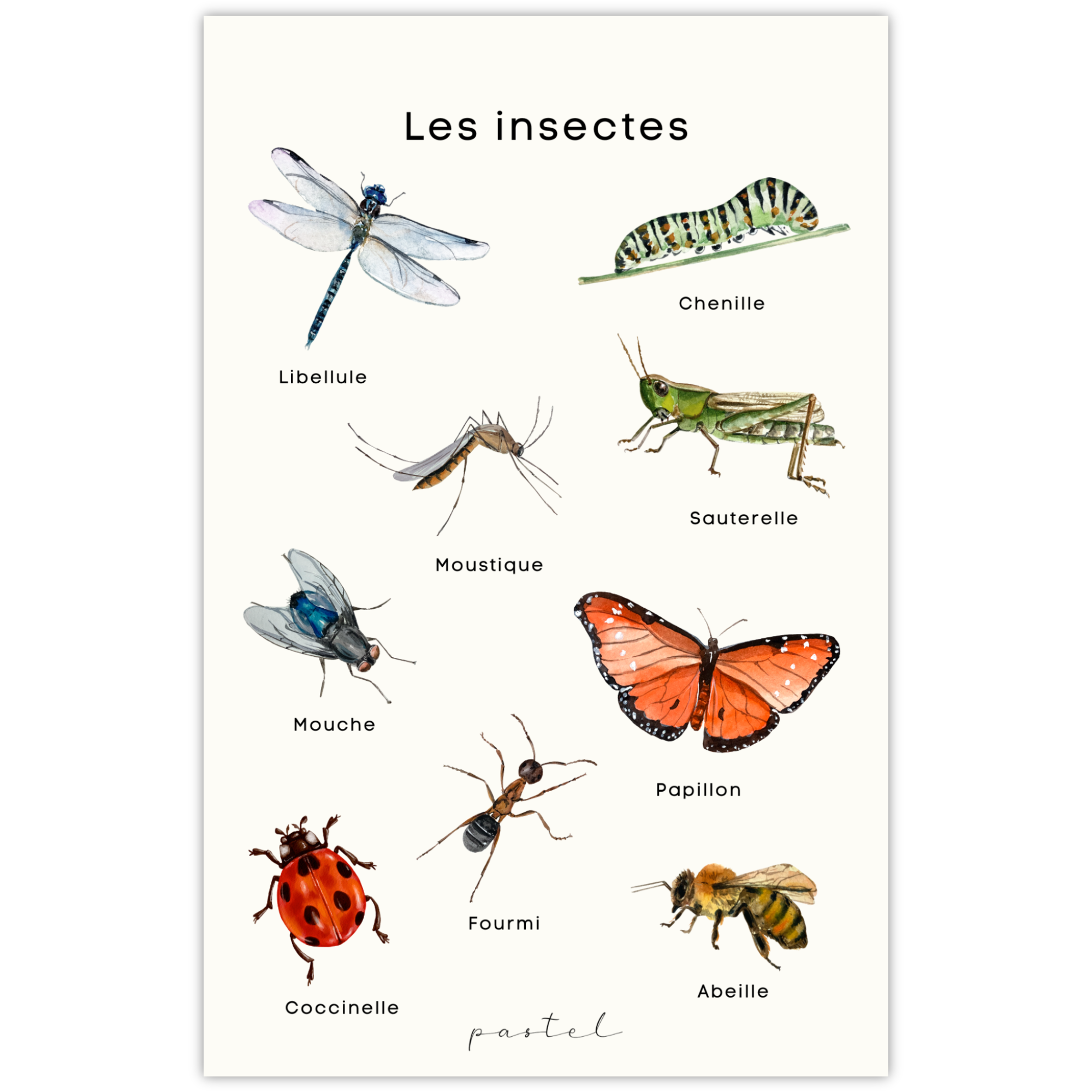 Affiche éducative & décorative "Insectes"