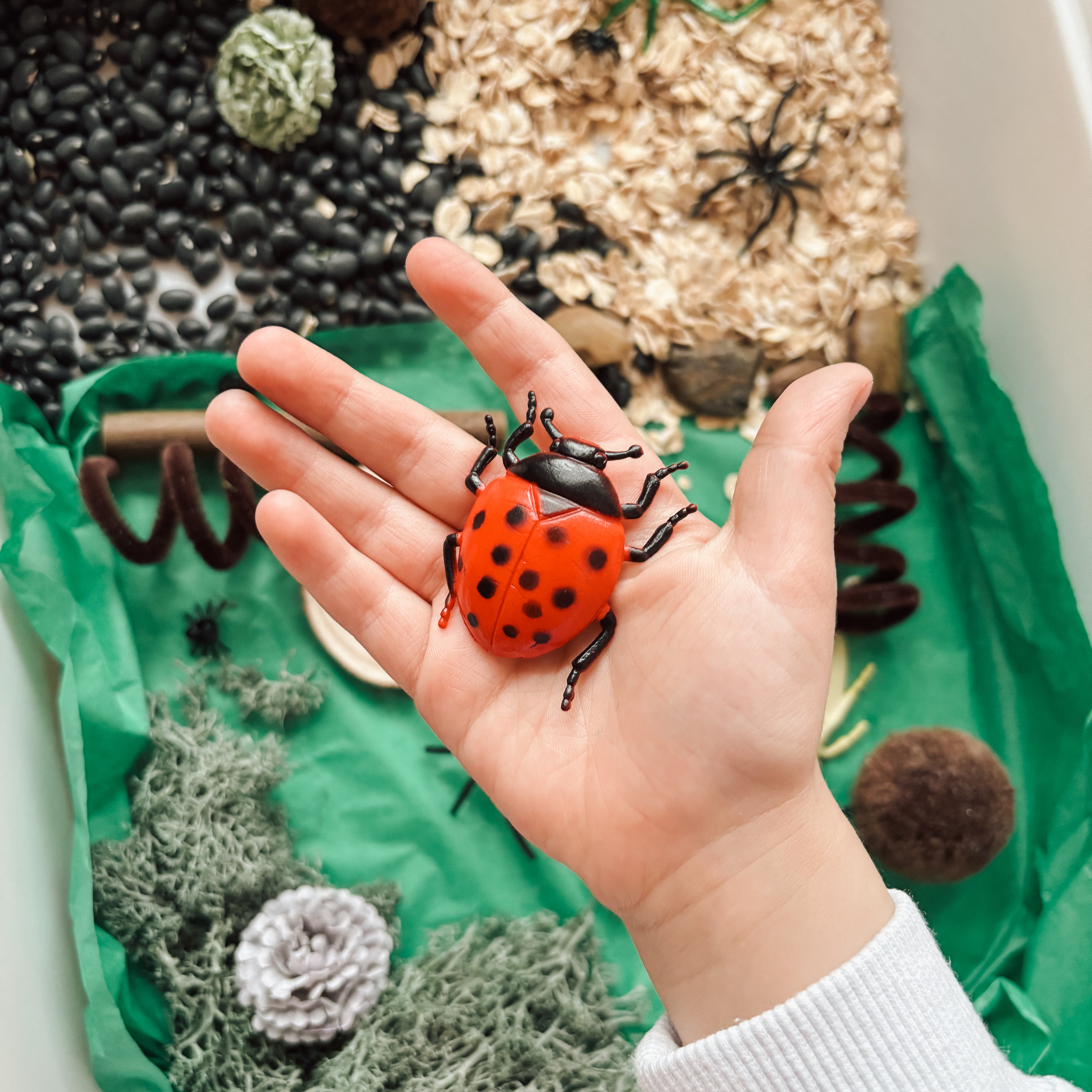 Ensemble sensoriel - Bibitte