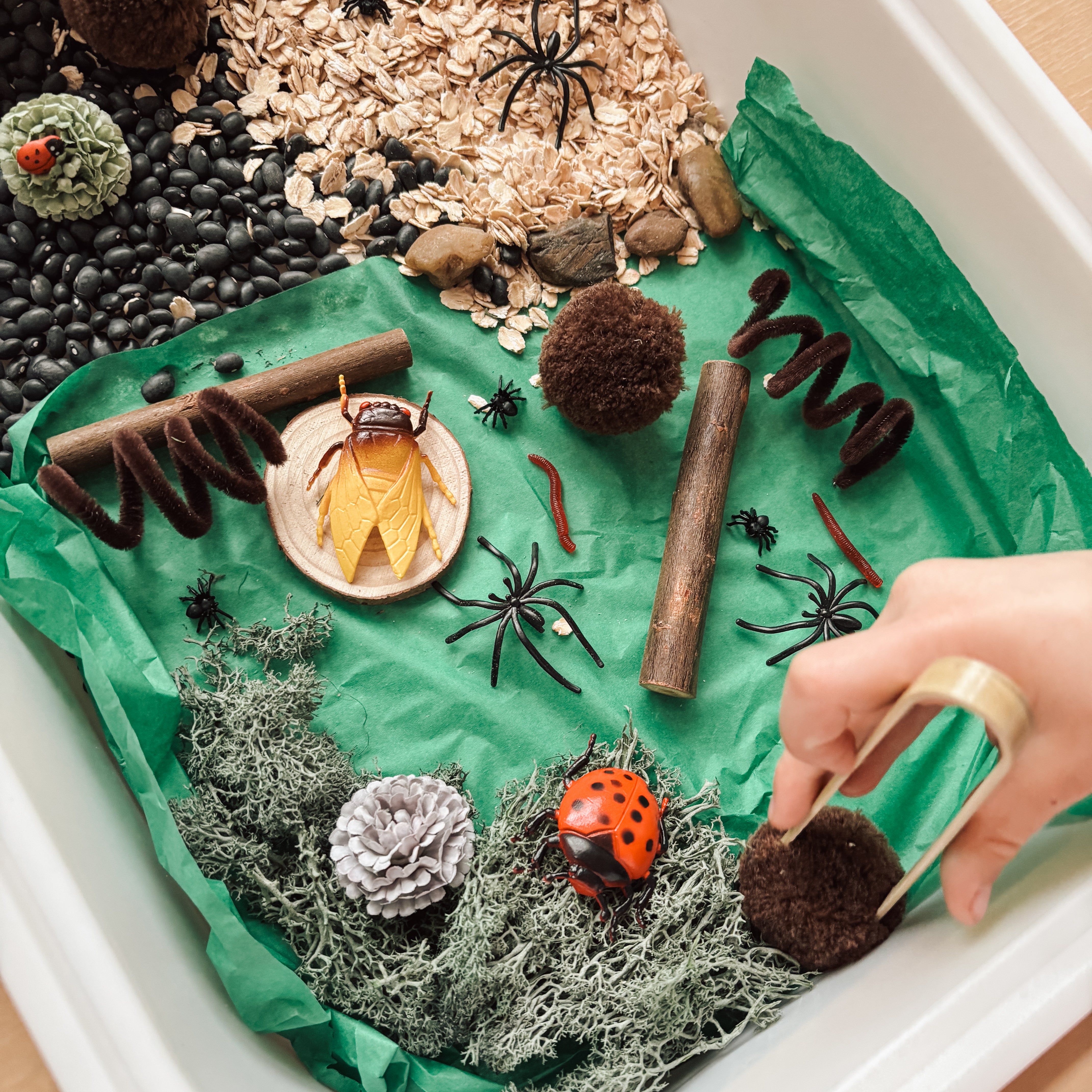 Sensory Set - Insects