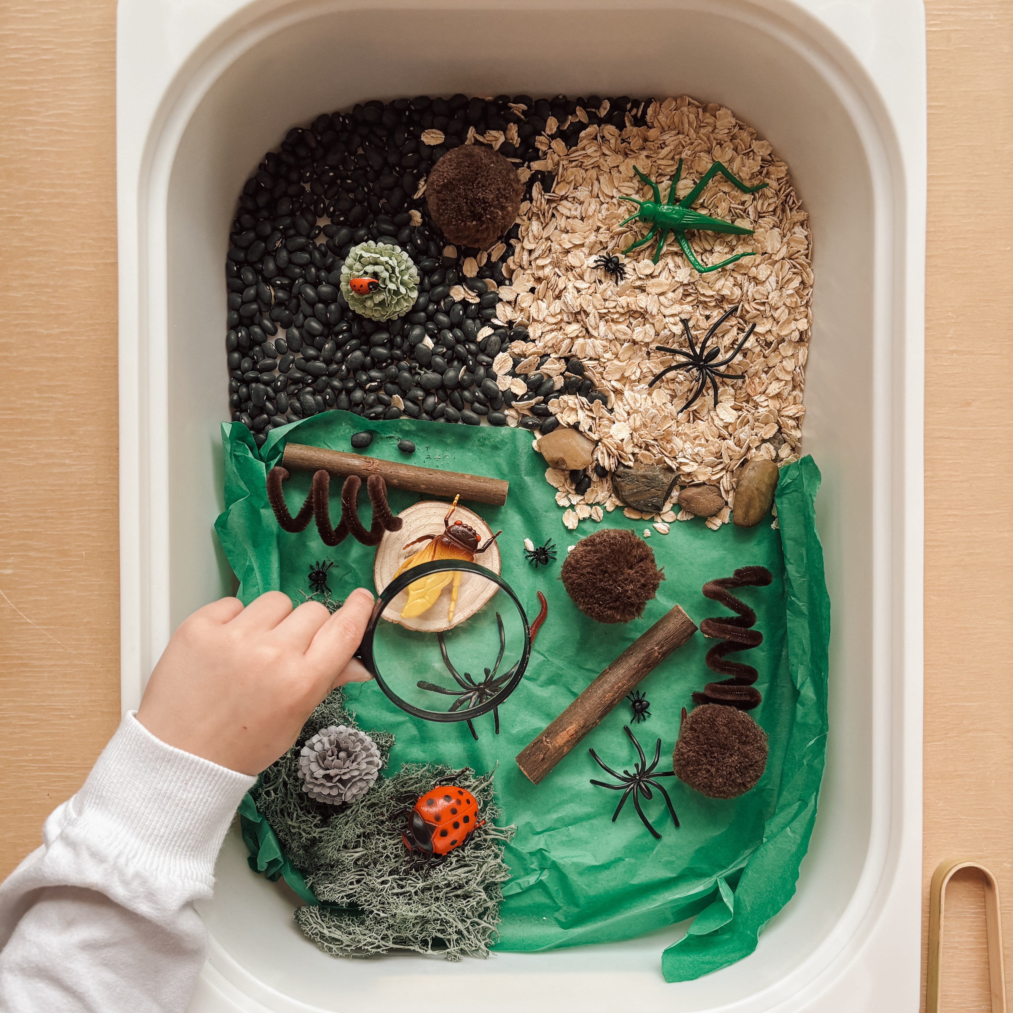 Sensory Set - Insects