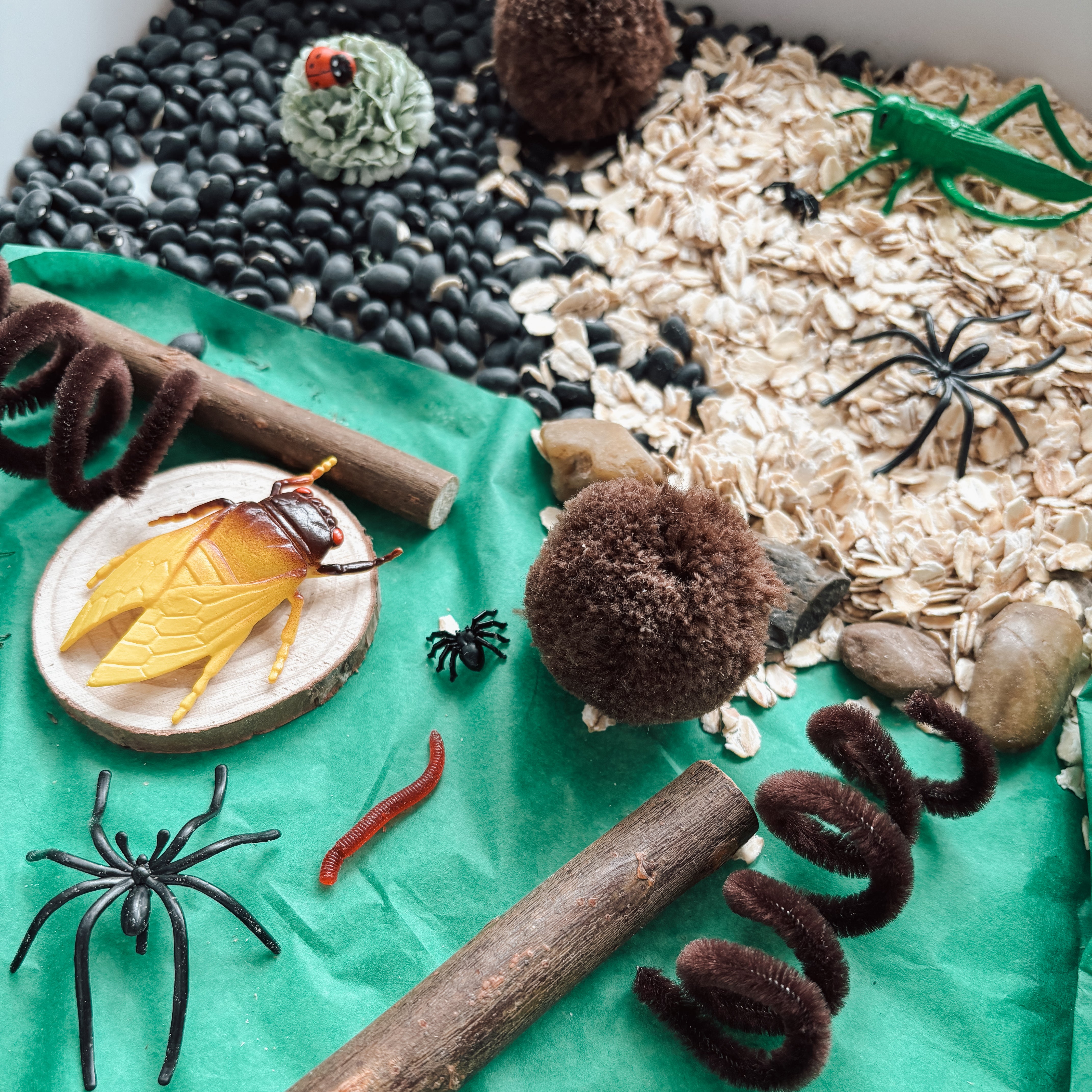 Sensory Set - Insects