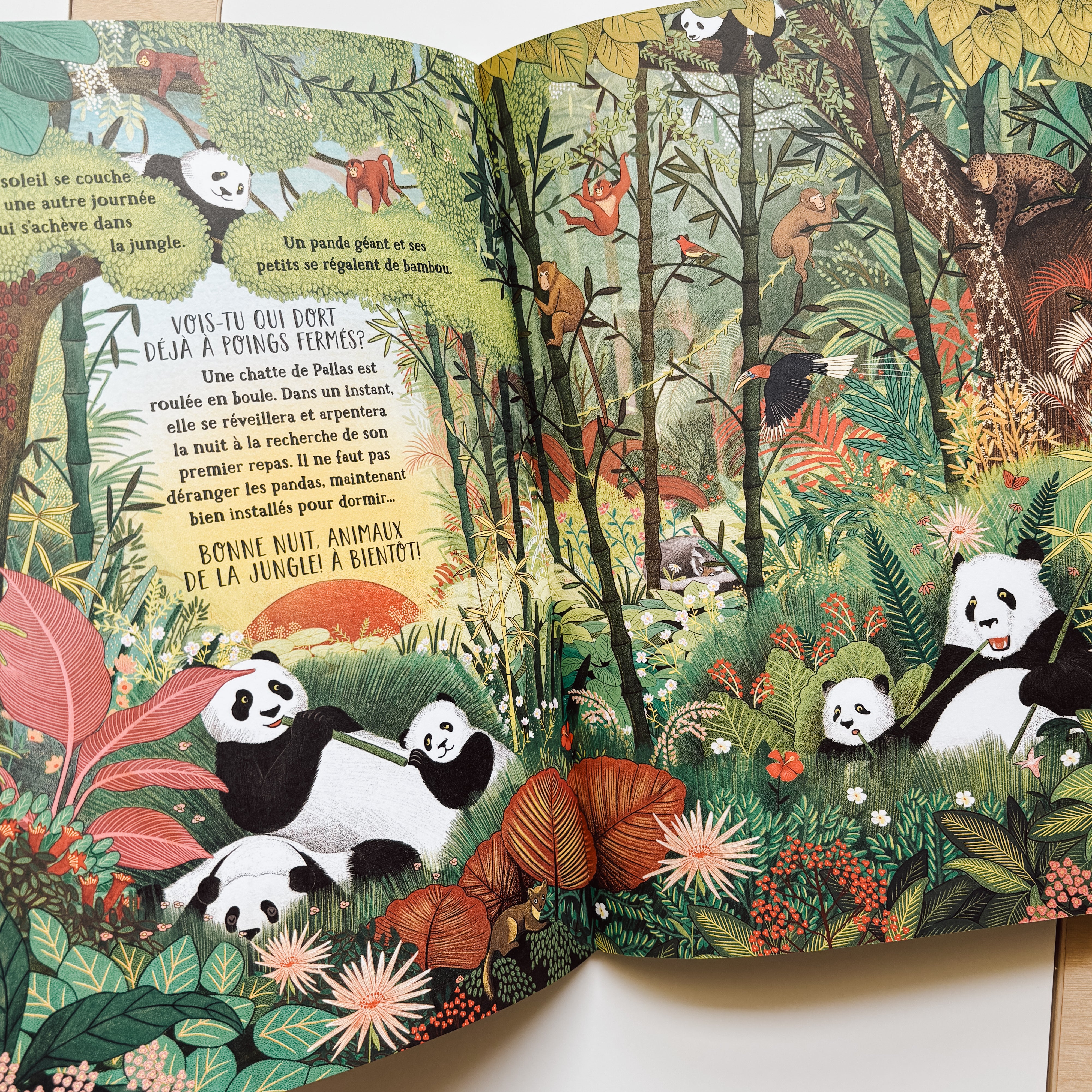 Livre d'histoire - Les secrets de la jungle