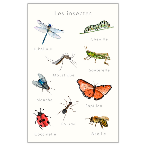 Affiche éducative & décorative "Insectes"