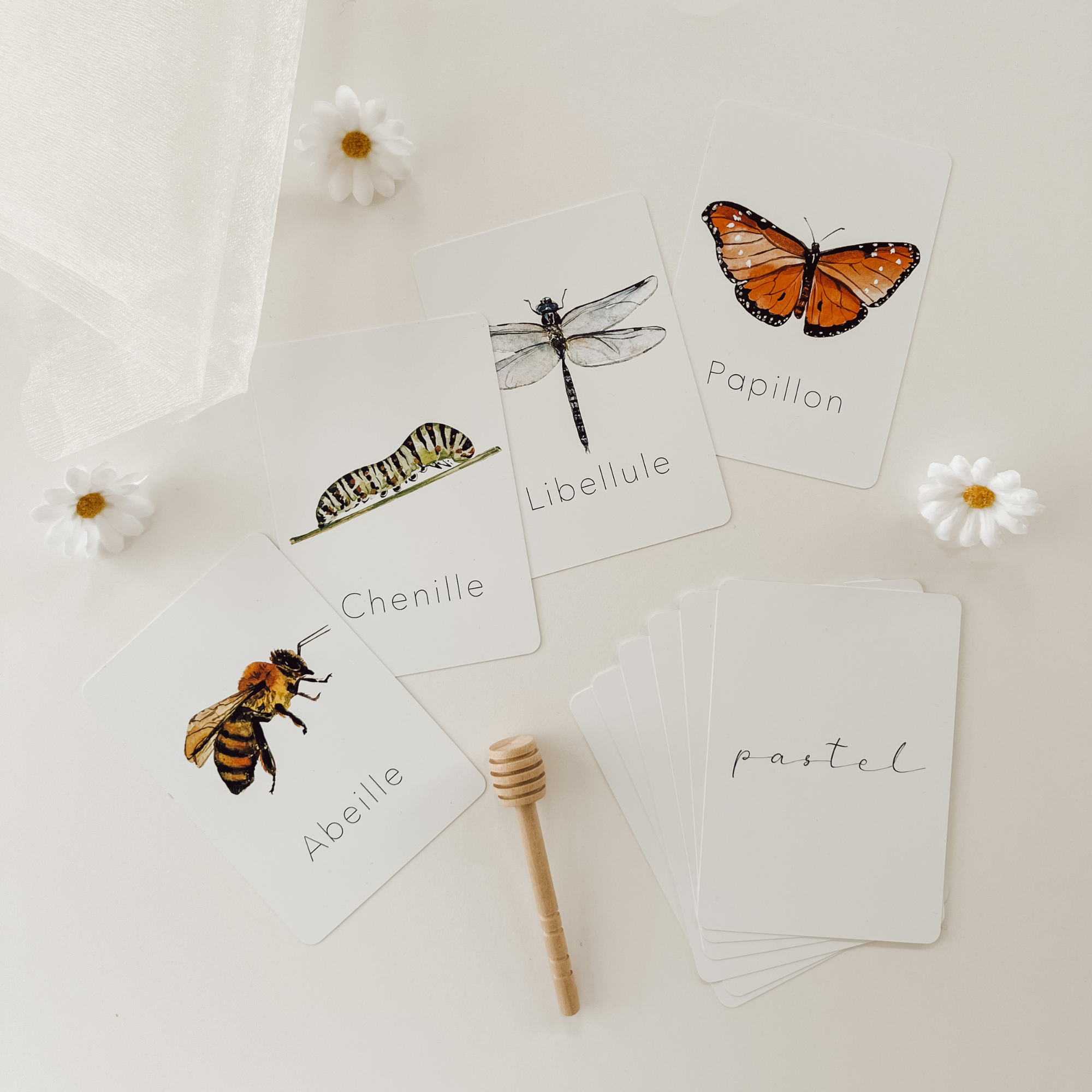Resistant Learning Flash Cards "Insects"